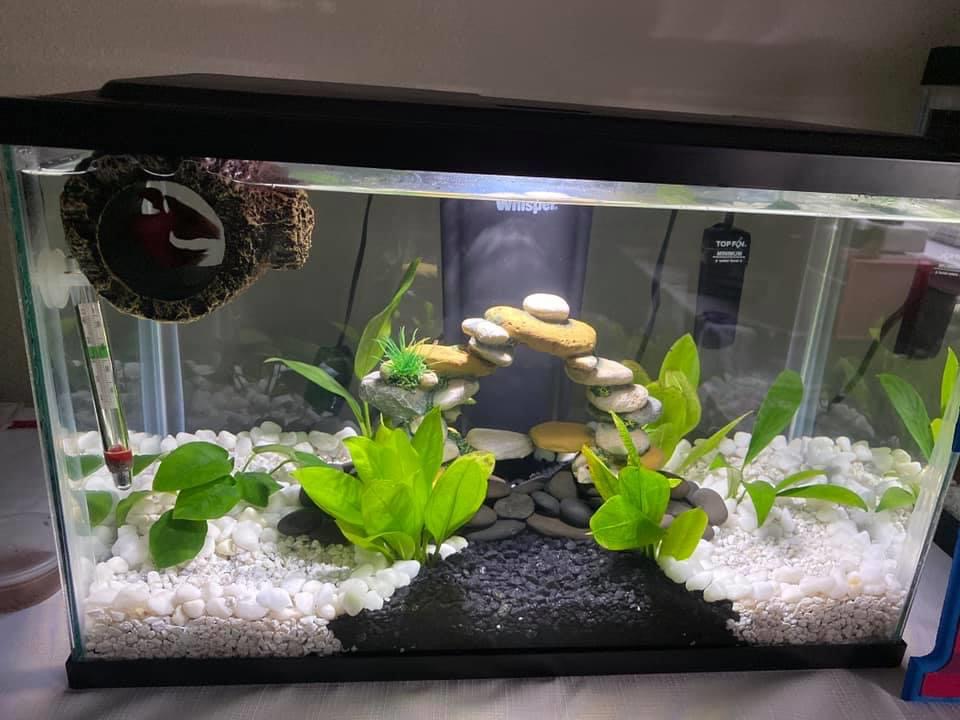 Yin-Yang Betta Tank