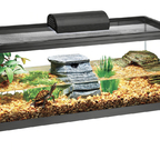 My Dream Turtle Tank